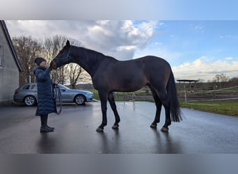 Caballo de Holstein, Caballo castrado, 14 años, 174 cm, Castaño oscuro