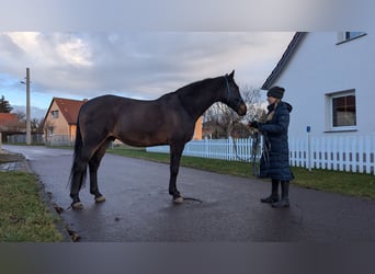 Caballo de Holstein, Caballo castrado, 14 años, 174 cm, Castaño oscuro