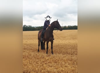 Caballo de Holstein, Caballo castrado, 14 años, 174 cm, Castaño oscuro