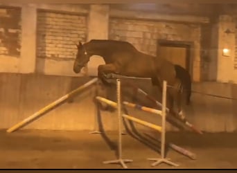 Caballo de Holstein, Caballo castrado, 14 años, 176 cm, Castaño claro