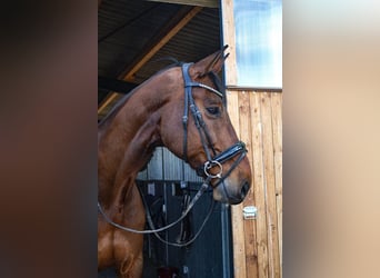 Caballo de Holstein, Caballo castrado, 14 años, 177 cm, Castaño