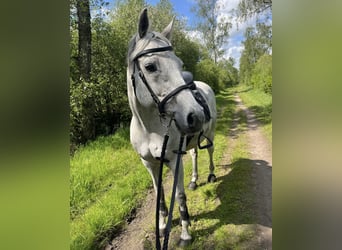 Caballo de Holstein, Caballo castrado, 15 años, 160 cm, Tordo