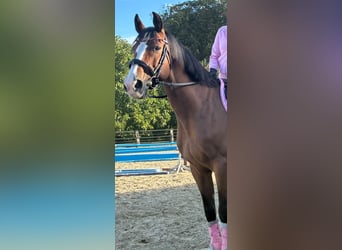 Caballo de Holstein, Caballo castrado, 15 años, 161 cm, Castaño