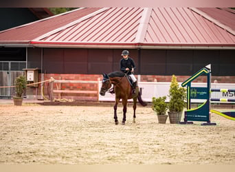 Caballo de Holstein, Caballo castrado, 15 años, 166 cm, Castaño
