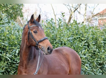 Caballo de Holstein, Caballo castrado, 15 años, 167 cm, Castaño