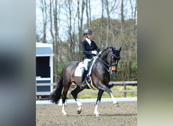 Caballo de Holstein, Caballo castrado, 15 años, 167 cm, Castaño oscuro