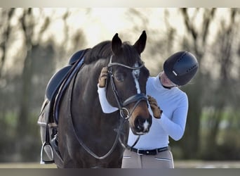 Caballo de Holstein, Caballo castrado, 15 años, 167 cm, Castaño oscuro