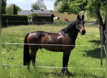 Caballo de Holstein, Caballo castrado, 15 años, 168 cm