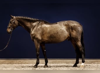 Caballo de Holstein, Caballo castrado, 15 años, 168 cm, Castaño oscuro