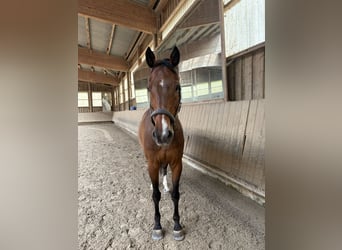 Caballo de Holstein, Caballo castrado, 15 años, 169 cm, Castaño