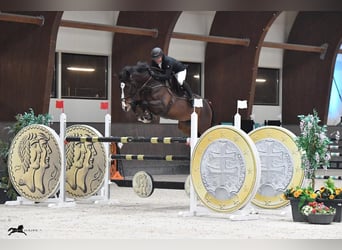 Caballo de Holstein, Caballo castrado, 15 años, 169 cm, Castaño oscuro