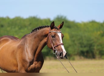 Caballo de Holstein, Caballo castrado, 15 años, 169 cm, Castaño oscuro