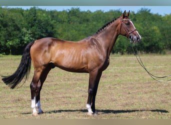 Caballo de Holstein, Caballo castrado, 15 años, 169 cm, Castaño oscuro