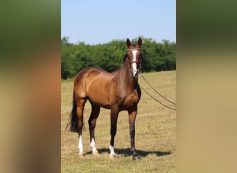 Caballo de Holstein, Caballo castrado, 15 años, 169 cm, Castaño oscuro