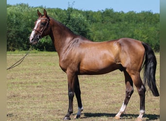 Caballo de Holstein, Caballo castrado, 15 años, 169 cm, Castaño oscuro