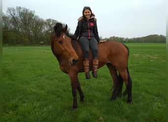 Caballo de Holstein, Caballo castrado, 15 años, 171 cm, Castaño