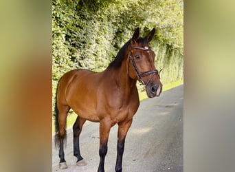 Caballo de Holstein, Caballo castrado, 15 años, 172 cm, Castaño