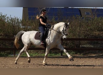 Caballo de Holstein, Caballo castrado, 15 años, 172 cm, Tordo