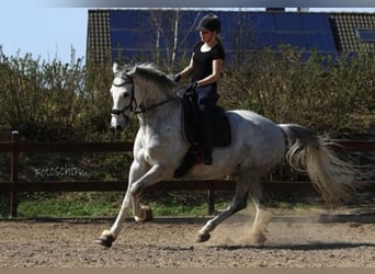 Caballo de Holstein, Caballo castrado, 15 años, 172 cm, Tordo