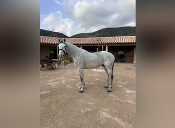 Caballo de Holstein, Caballo castrado, 15 años, 173 cm, Tordo