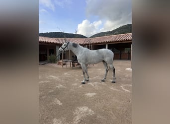 Caballo de Holstein, Caballo castrado, 15 años, 173 cm, Tordo