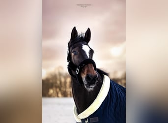 Caballo de Holstein, Caballo castrado, 15 años, 174 cm