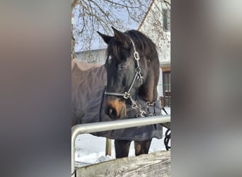Caballo de Holstein, Caballo castrado, 15 años, 174 cm, Castaño oscuro