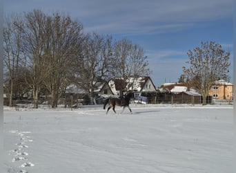 Caballo de Holstein, Caballo castrado, 15 años, 174 cm, Castaño oscuro