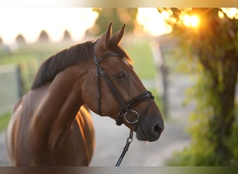 Caballo de Holstein, Caballo castrado, 15 años, 175 cm, Castaño claro