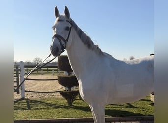 Caballo de Holstein, Caballo castrado, 15 años, 175 cm, Tordo