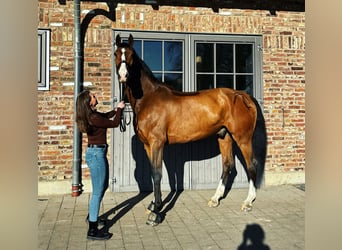 Caballo de Holstein, Caballo castrado, 15 años, 179 cm, Castaño