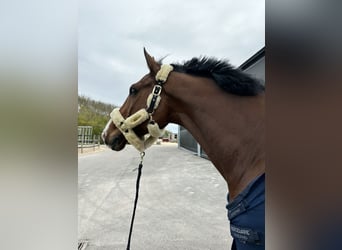 Caballo de Holstein, Caballo castrado, 15 años, 179 cm, Castaño