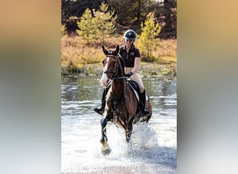 Caballo de Holstein, Caballo castrado, 15 años, 179 cm, Castaño