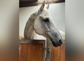 Caballo de Holstein, Caballo castrado, 15 años, 180 cm, Tordo picazo