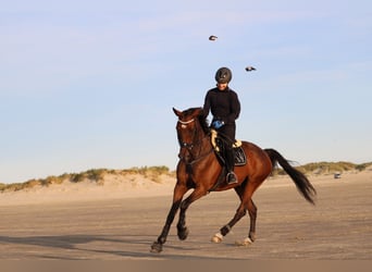 Caballo de Holstein, Caballo castrado, 16 años, 165 cm, Castaño