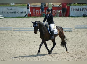Caballo de Holstein, Caballo castrado, 16 años, 165 cm, Castaño
