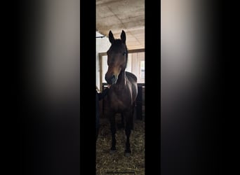 Caballo de Holstein, Caballo castrado, 16 años, 168 cm, Castaño