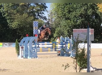 Caballo de Holstein, Caballo castrado, 16 años, 170 cm, Castaño