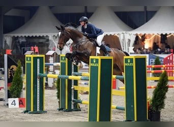 Caballo de Holstein, Caballo castrado, 16 años, 170 cm, Castaño