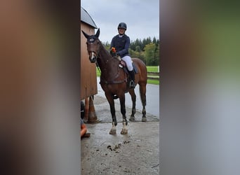 Caballo de Holstein, Caballo castrado, 16 años, 170 cm, Castaño