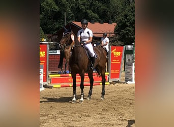 Caballo de Holstein, Caballo castrado, 16 años, 170 cm, Castaño