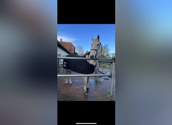 Caballo de Holstein, Caballo castrado, 16 años, 170 cm, Tordo picazo