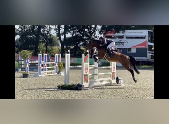 Caballo de Holstein, Caballo castrado, 16 años, 171 cm, Castaño