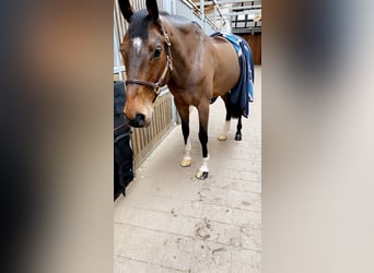 Caballo de Holstein, Caballo castrado, 16 años, 171 cm, Castaño