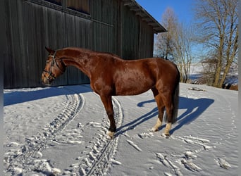 Caballo de Holstein, Caballo castrado, 16 años, 172 cm, Castaño