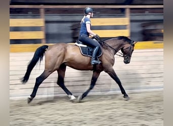 Caballo de Holstein, Caballo castrado, 16 años, 172 cm, Castaño