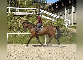 Caballo de Holstein, Caballo castrado, 16 años, 172 cm, Castaño