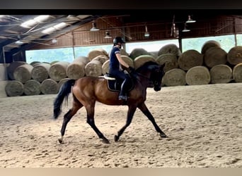 Caballo de Holstein, Caballo castrado, 16 años, 172 cm, Castaño