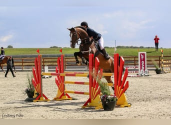 Caballo de Holstein, Caballo castrado, 16 años, 172 cm, Castaño oscuro