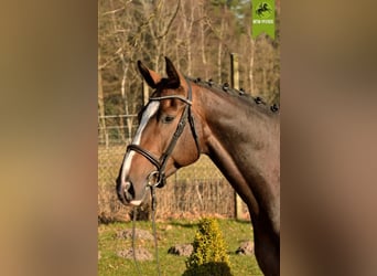 Caballo de Holstein, Caballo castrado, 16 años, 172 cm, Castaño oscuro